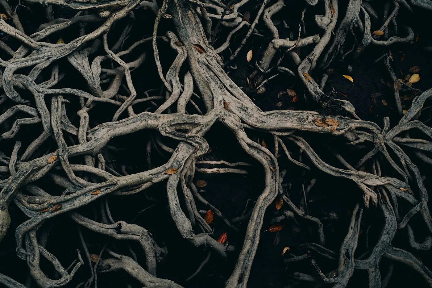 Roots — photo print - Koh Chang, Thailand