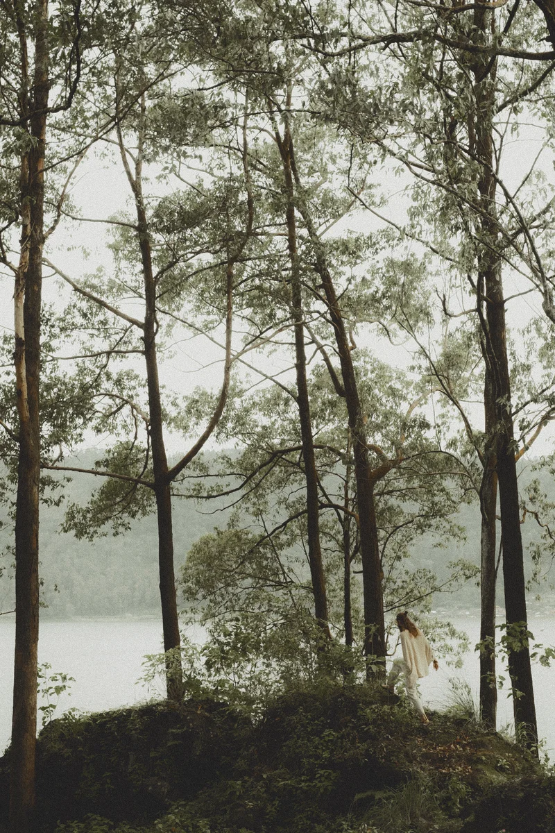 2025 — Silhouette, Tree, Forest