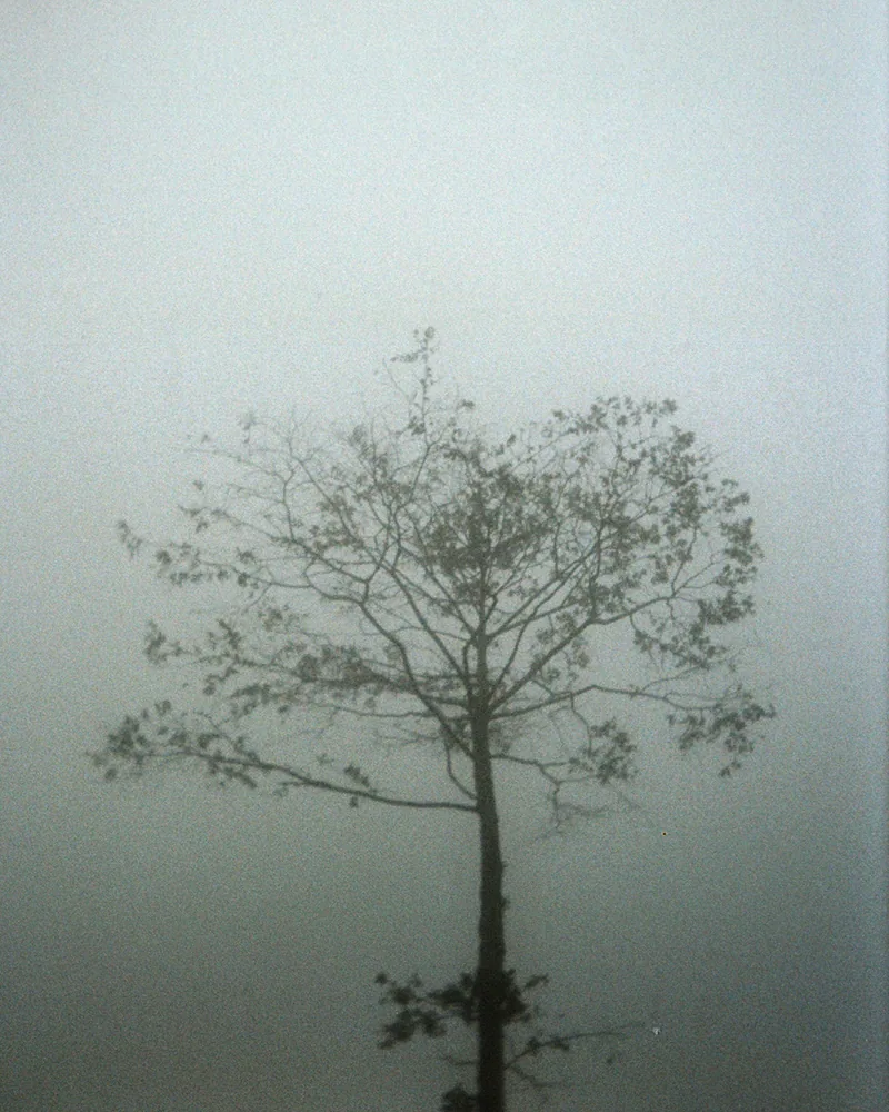 Fog