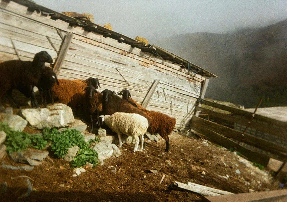 Color film — the warm reality of Ossetian mountains