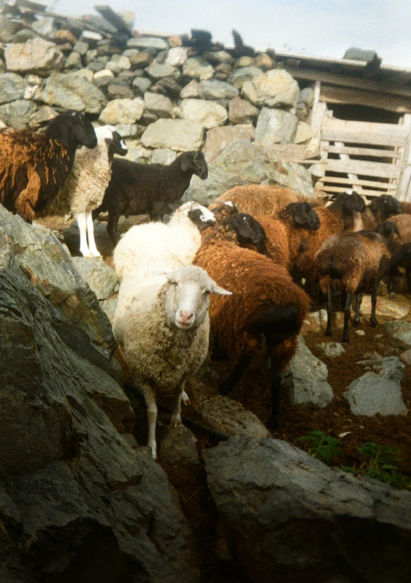 Color film — the warm reality of Ossetian mountains