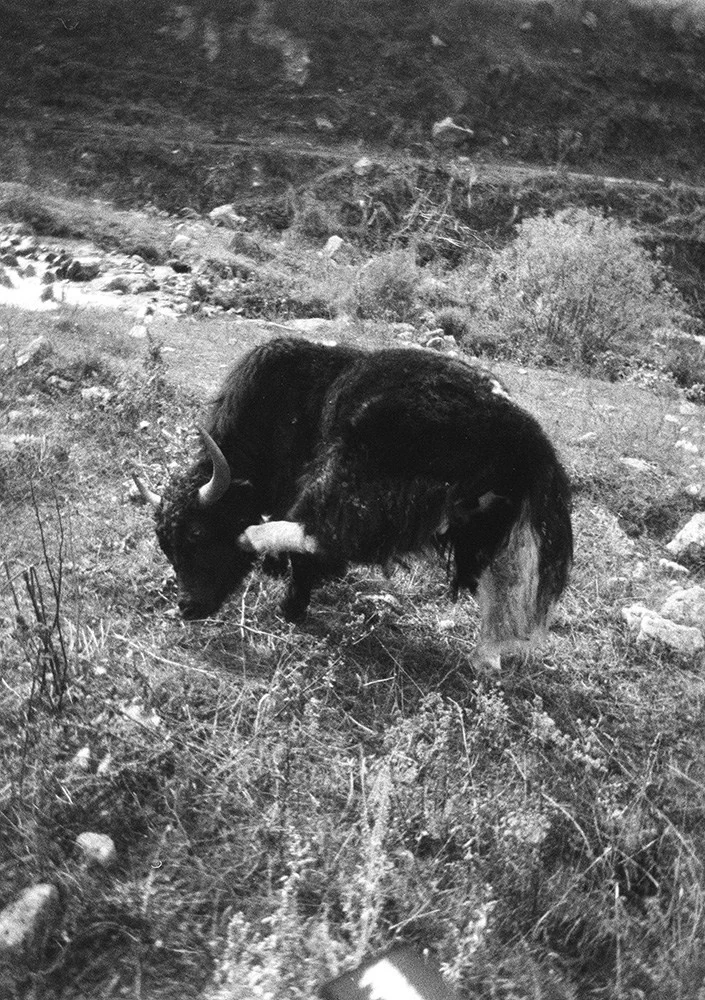 Black-and-white film — coarse grain and the cold of morning mountains