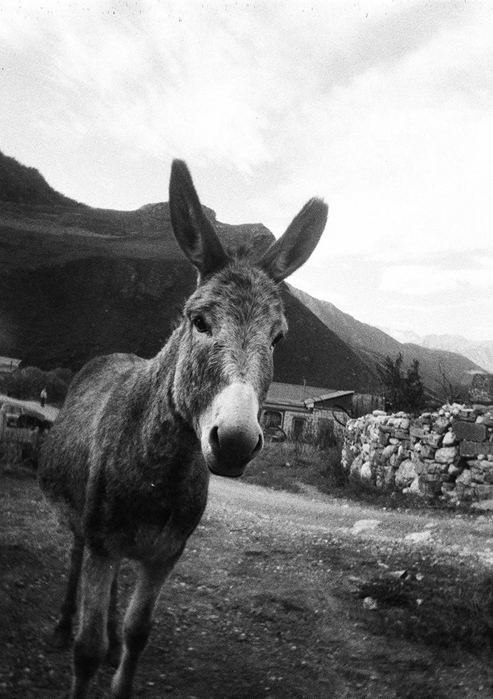 Black-and-white film — coarse grain and the cold of morning mountains